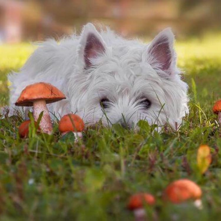 A Fungus Among Us Mushroom Ingestion in Dogs